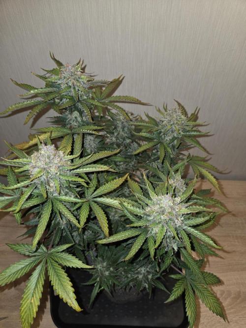 Gelato Mint. Week 11 - Vor Trimm