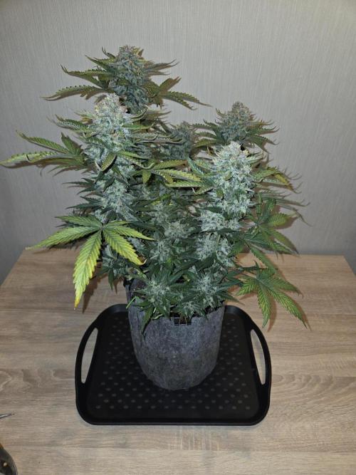 Gelato Mint. Week 11 - Vor Trimm
