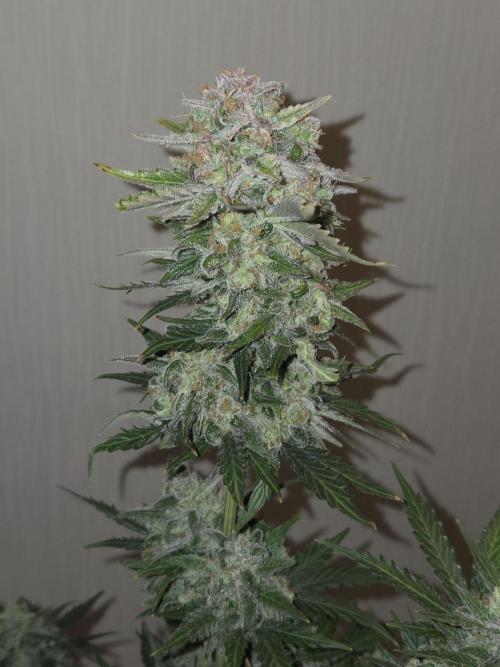 Gelato Mint. Week 11 - Nach Trimm