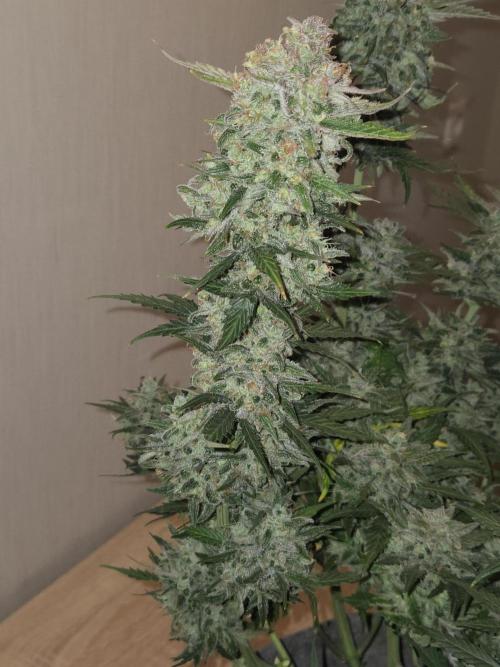 Gelato Mint. Week 11 - Nach Trimm