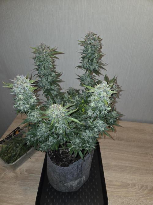 Gelato Mint. Week 11