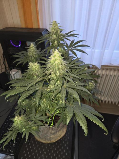 Afghani. Week 11