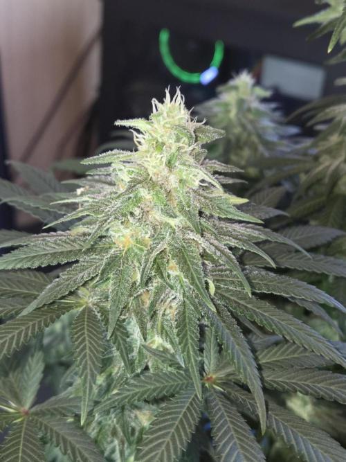 Afghani. Week 11