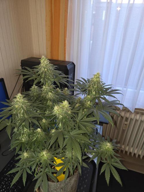 Afghani. Week 11