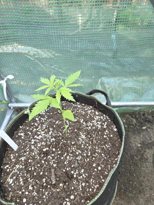 Special Queen Auto. Week 3