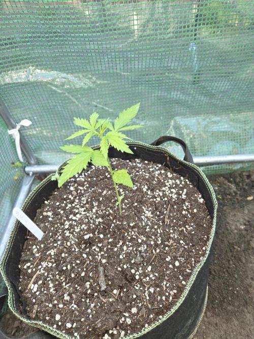 Special Queen Auto. Week 3