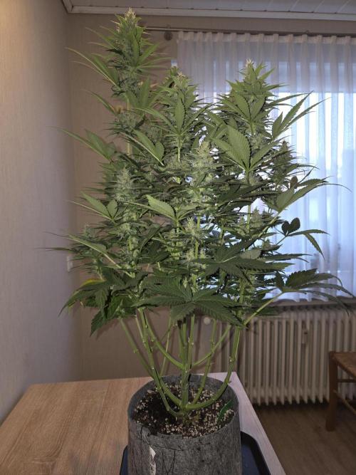 Skywalker OG. Week 10