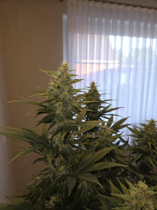 Skywalker OG. Week 10