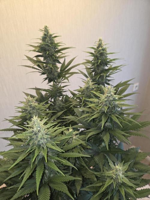 Skywalker OG. Week 10