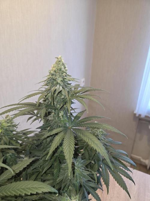 Afghani. Week 12