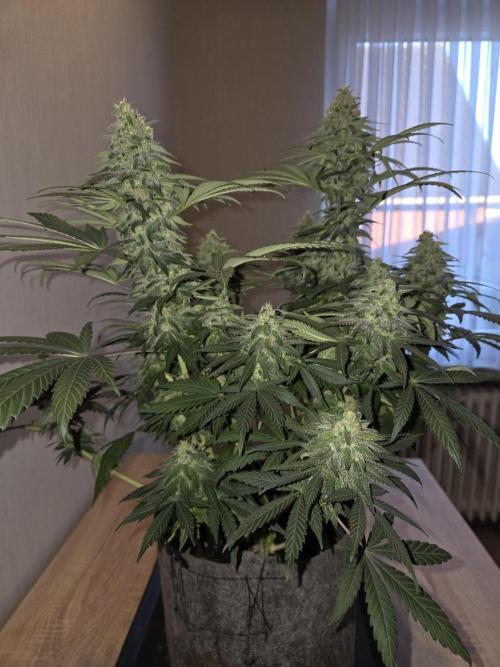 Afghani. Week 12