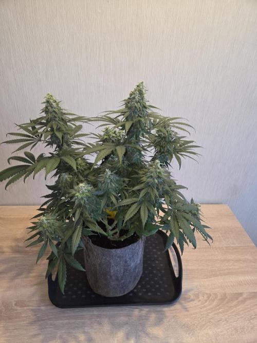 Afghani. Week 12