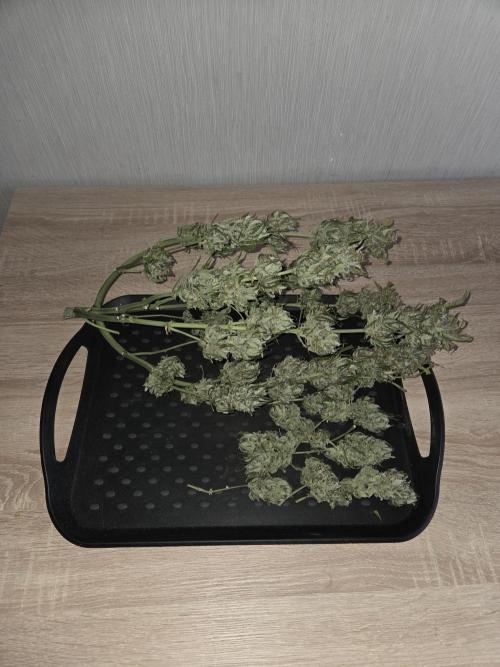 Gelato Mint. Week 11