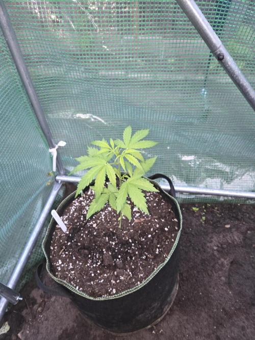Special Queen Auto. Week 4
