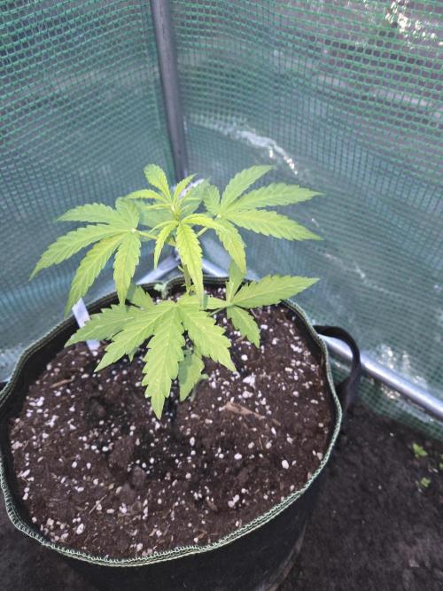 Special Queen Auto. Week 4