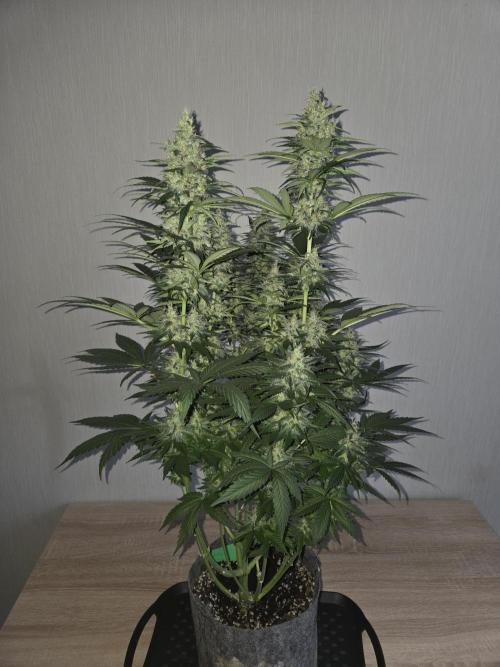 Skywalker OG. Week 11
