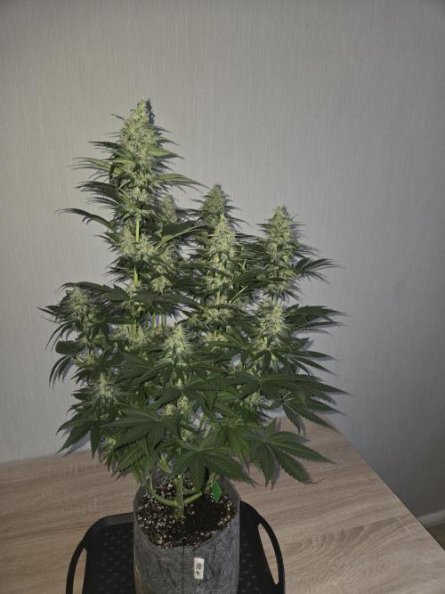 Skywalker OG. Week 11