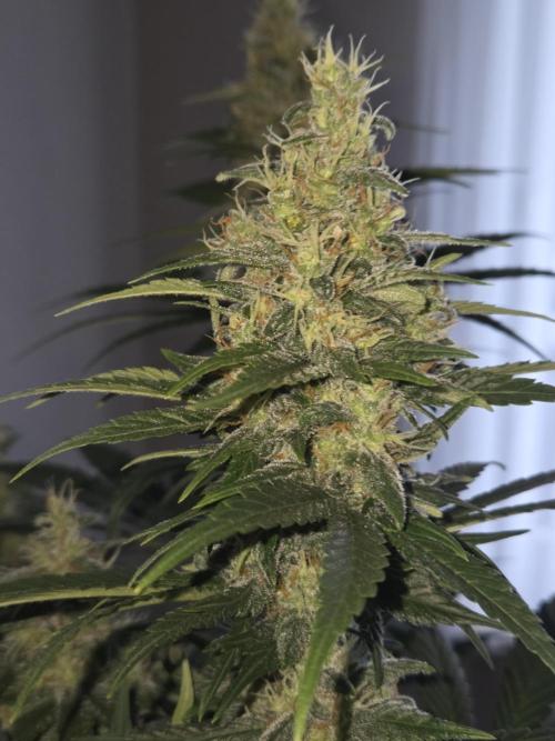 Skywalker OG. Week 11
