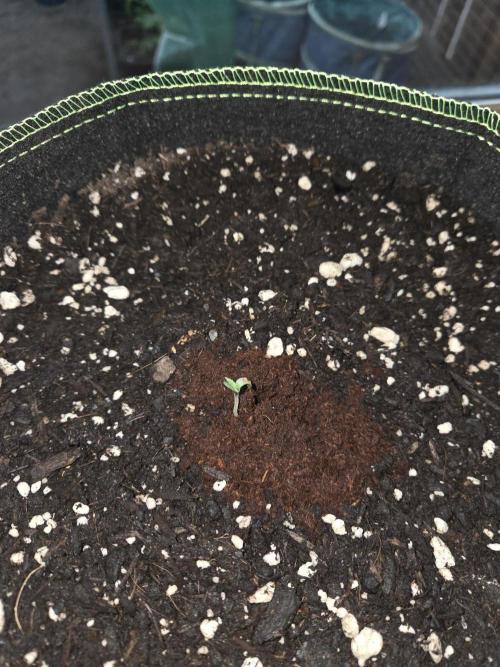 OG Kush. Week 0 - #1