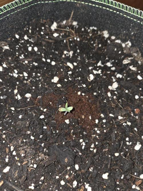 O.G. Kush. Week 0