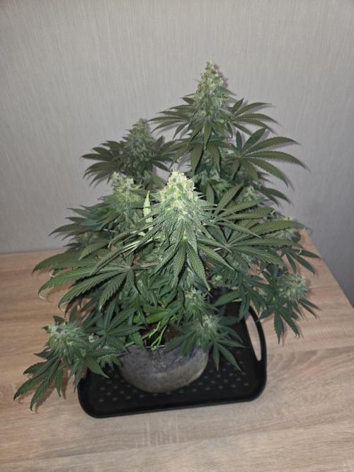 Afghani. Week 13