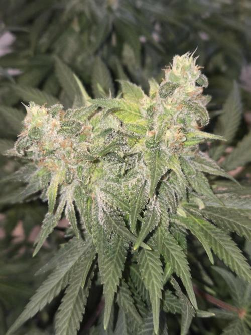 Afghani. Week 13