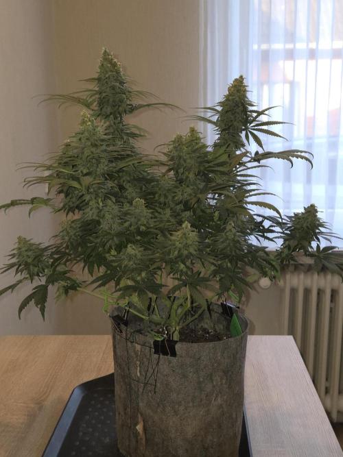 Afghani. Week 13