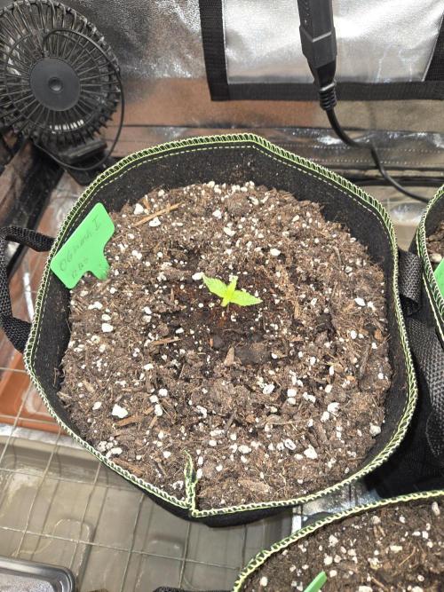 OG Kush. Week 1 - #1