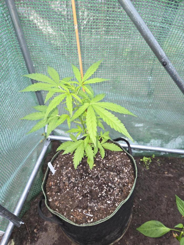Special Queen Auto. Week 5