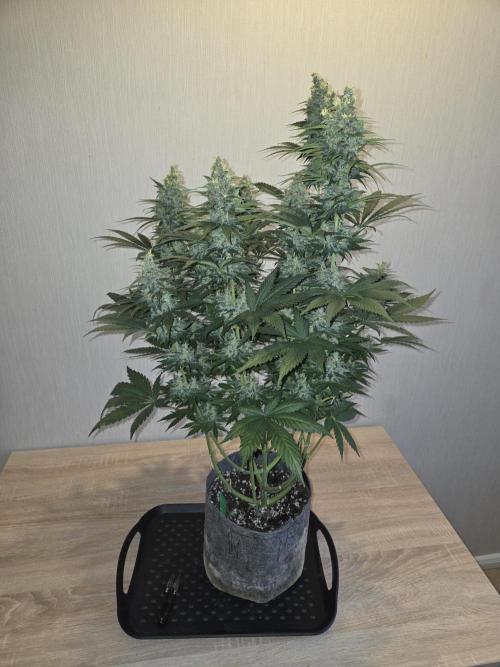 Skywalker OG. Week 12