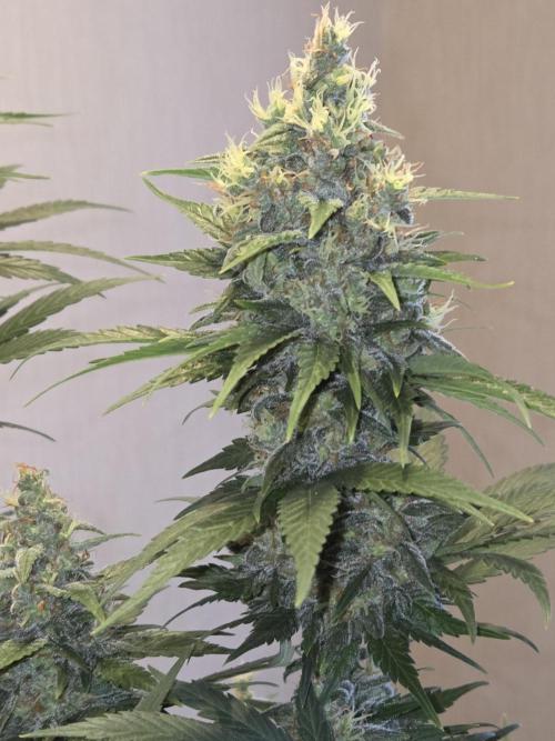 Skywalker OG. Week 12
