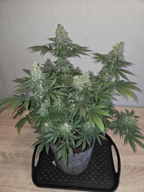 Afghani. Week 14 - Vor Trimm