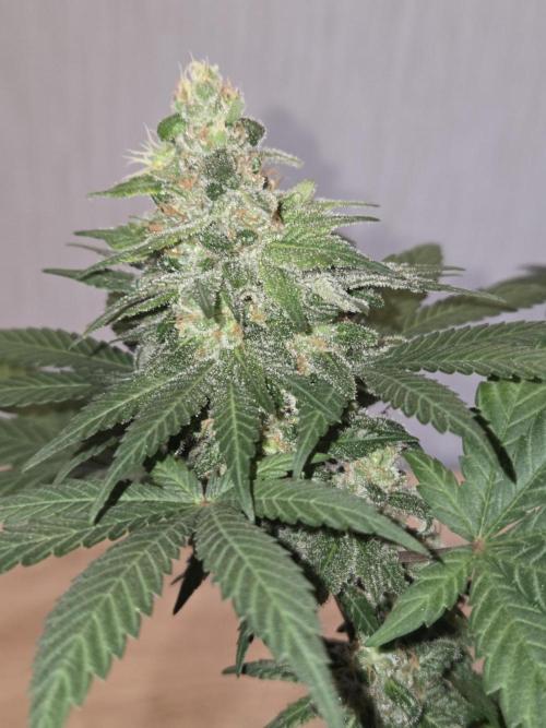 Afghani. Week 14 - vor Trimm