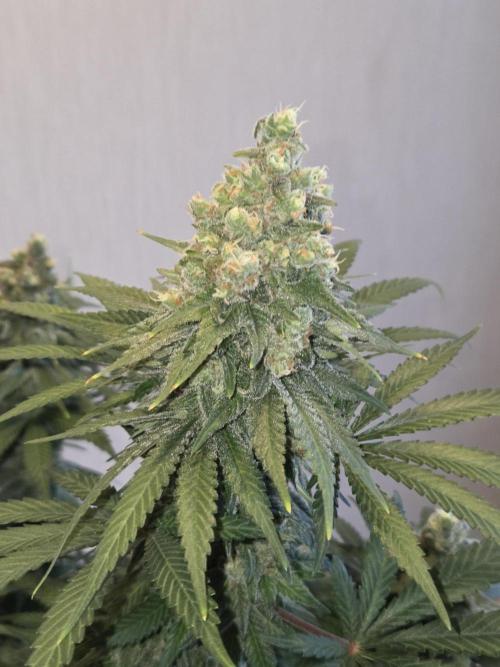 Afghani. Week 14 - vor Trimm