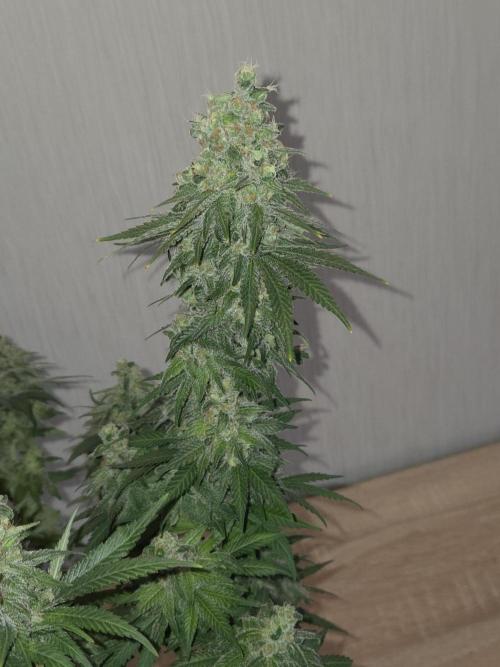Afghani. Week 14 - nach Trimm