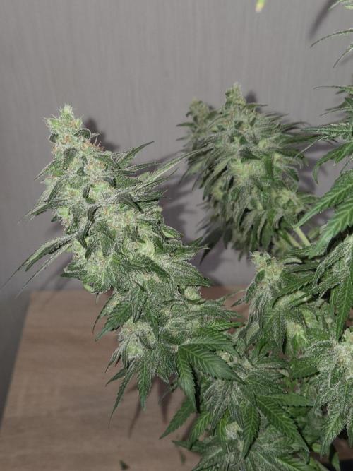 Afghani. Week 14 - nach Trimm