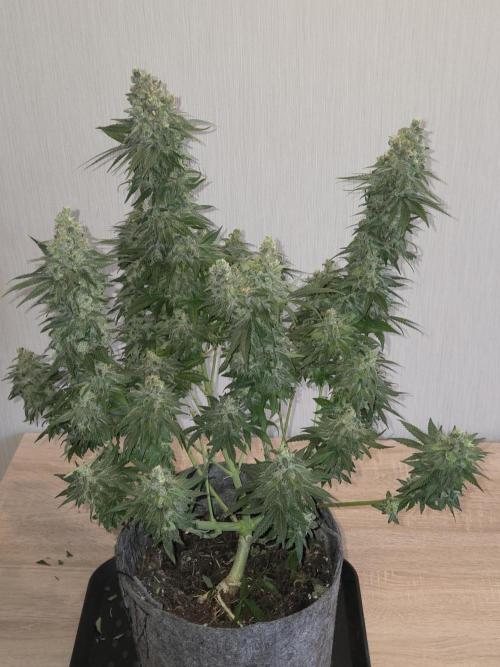 Afghani. Week 14