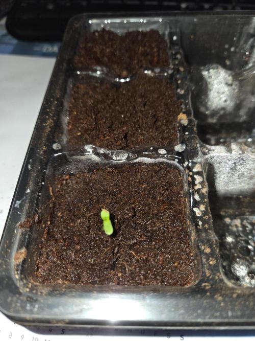 King Louis Automatic. Week 0