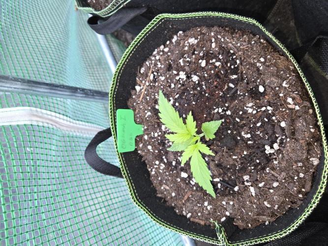 OG Kush. Week 2 - #1