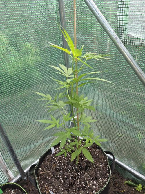 Special Queen Auto. Week 6
