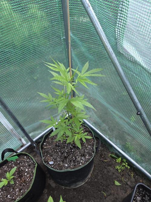 Special Queen Auto. Week 6