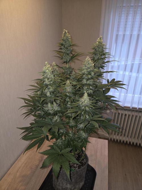 Skywalker OG. Week 13