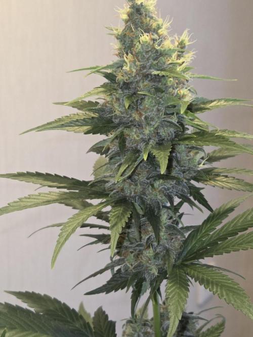 Skywalker OG. Week 13