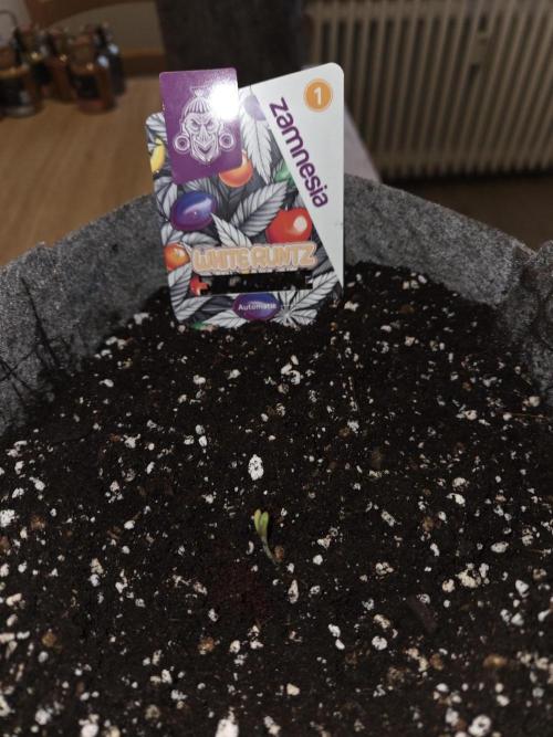 White Runtz Auto. Week 0