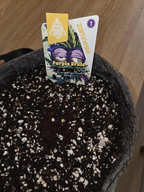Purple Urkle Auto. Week 0