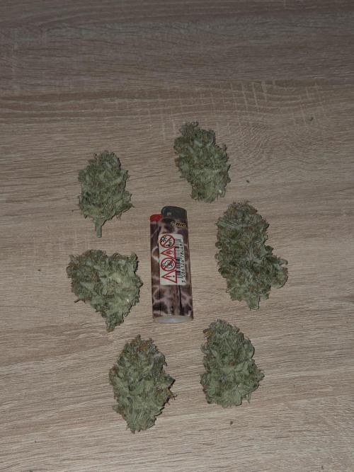 Gelato Mint. Week 11
