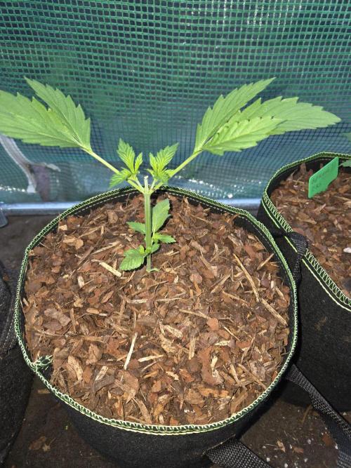 O.G. Kush. Week 3