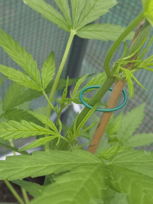 Special Queen Auto 1. Week 7