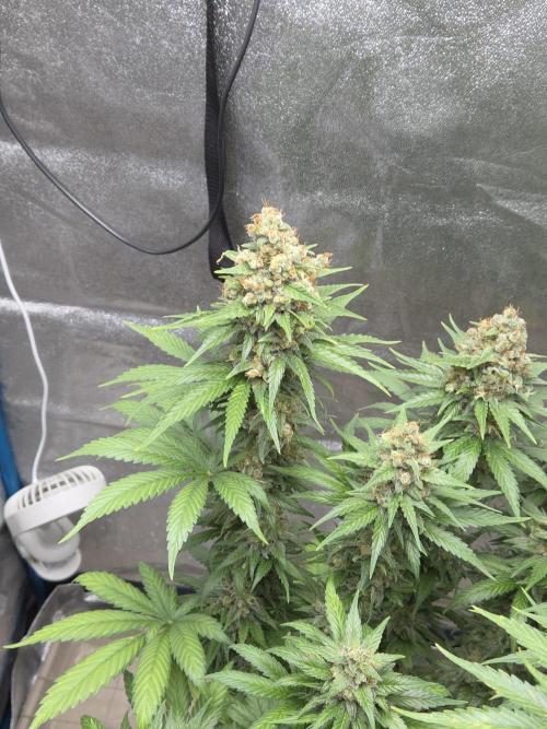 Skywalker OG. Week 14