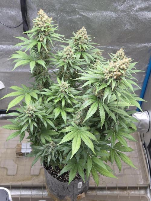 Skywalker OG. Week 14